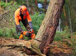 Forest Lake, MN Tree Removal Company